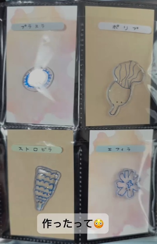 クラゲのコレクションブック🪼